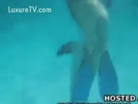Dolphin follows woman in the water